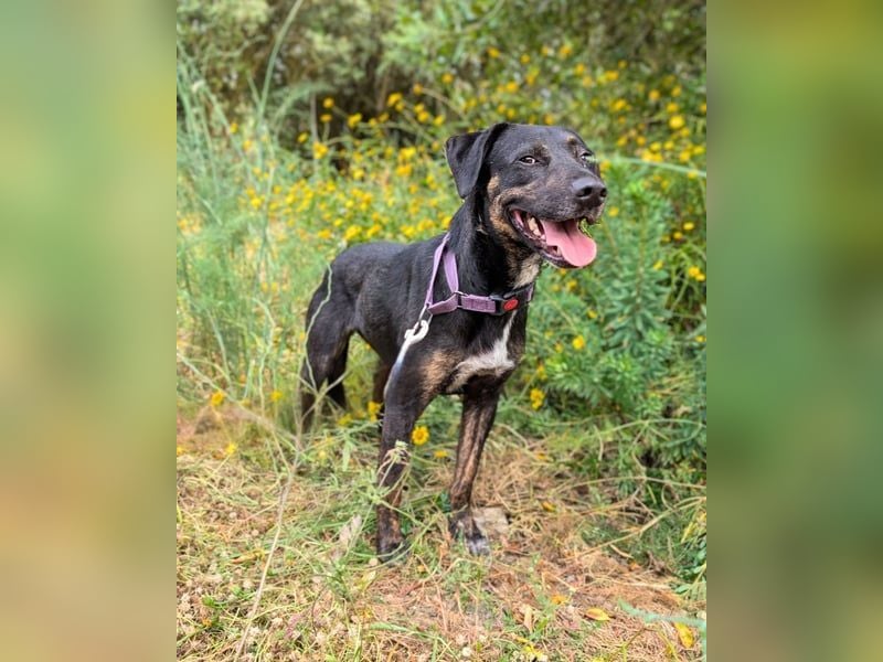 Pinha: Herzenshündin auf vier Pfoten (52385 Nideggen)