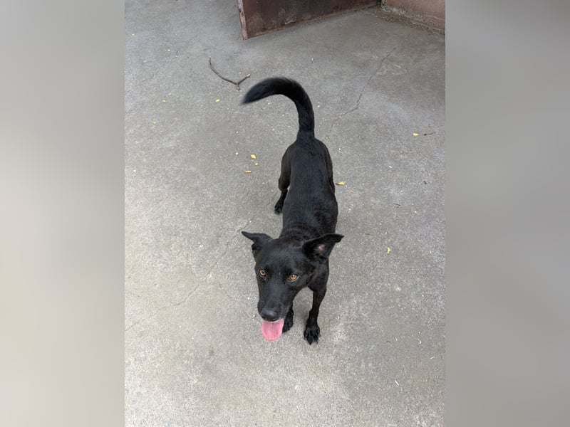 Lara, eine schlaue Tierschutzhündin