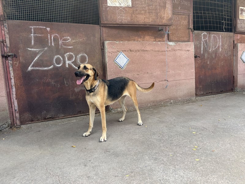 Lara, eine schlaue Tierschutzhündin