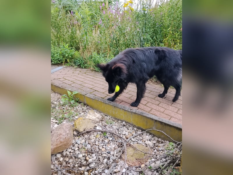Mischling 1 Jahr Rüde