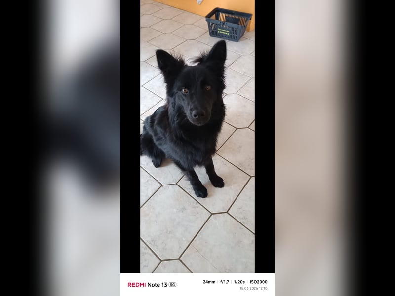 Mischling 1 Jahr Rüde