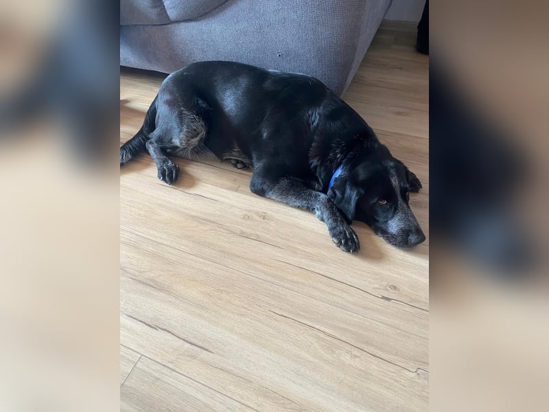 Dringend liebevolles Zuhause gesucht