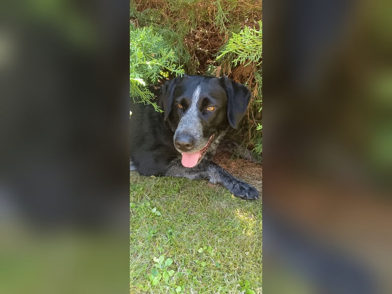 Dringend liebevolles Zuhause gesucht