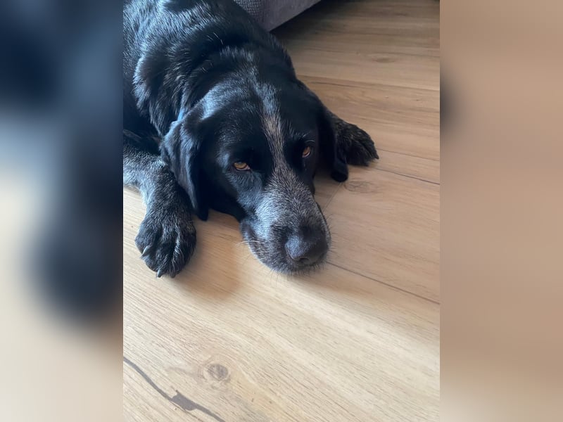 Dringend liebevolles Zuhause gesucht