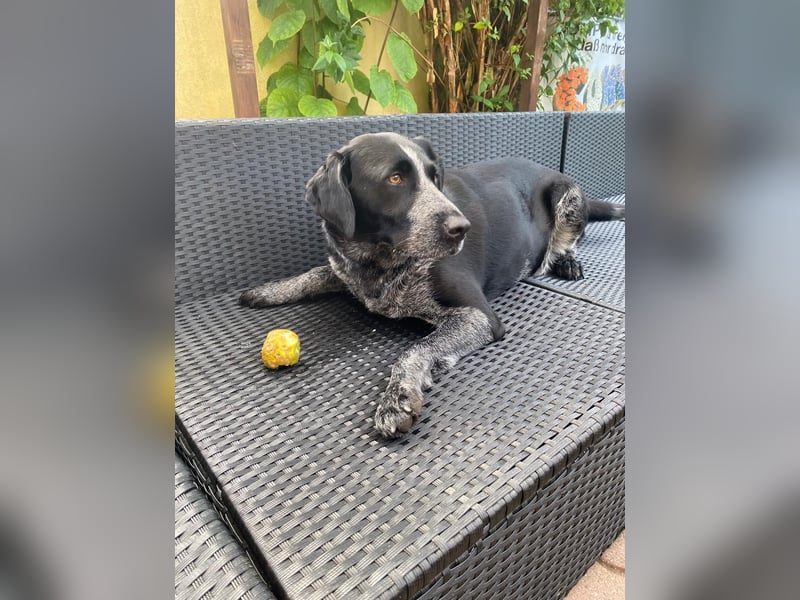 Dringend liebevolles Zuhause gesucht