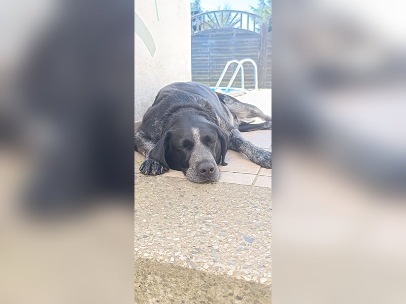Dringend liebevolles Zuhause gesucht