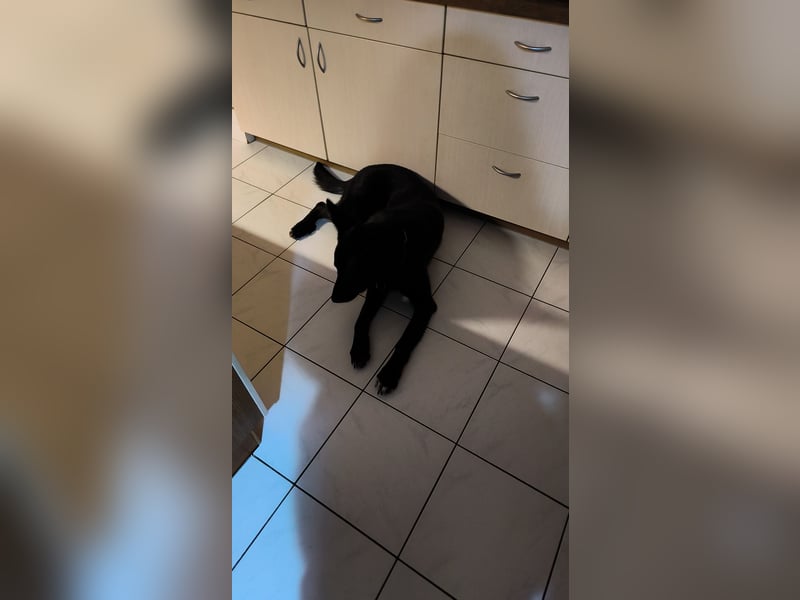 Schäferhund Mischling an liebevolle Hände abzugeben