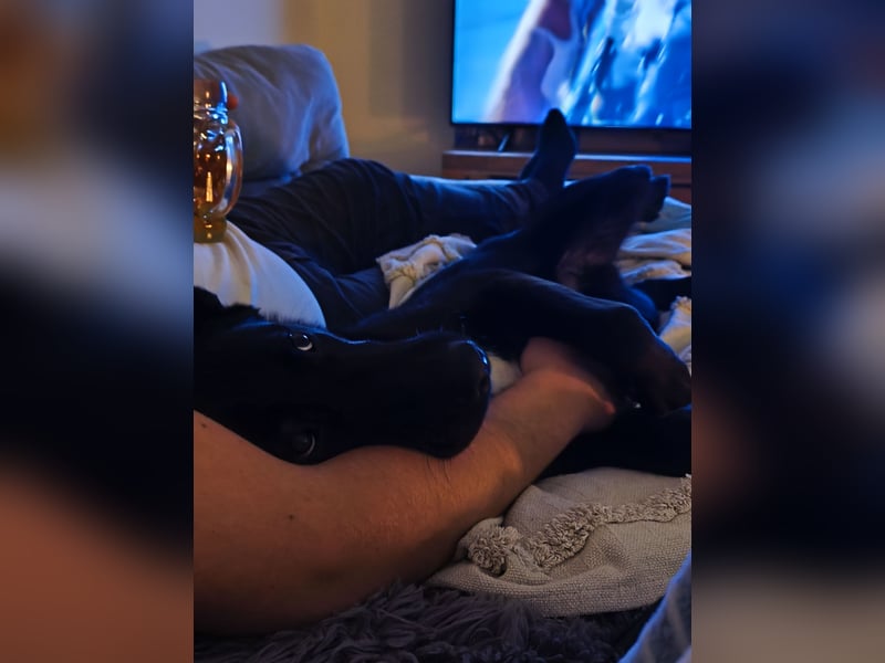 Schäferhund Mischling an liebevolle Hände abzugeben