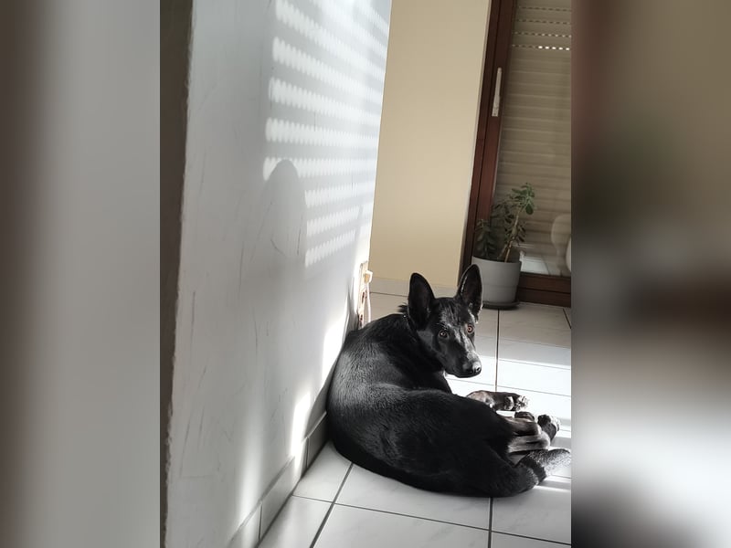 Schäferhund Mischling an liebevolle Hände abzugeben