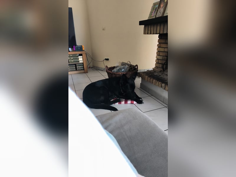 Schäferhund Mischling an liebevolle Hände abzugeben