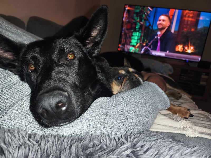 Schäferhund Mischling an liebevolle Hände abzugeben
