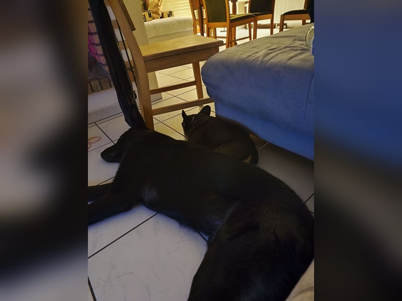 Schäferhund Mischling an liebevolle Hände abzugeben