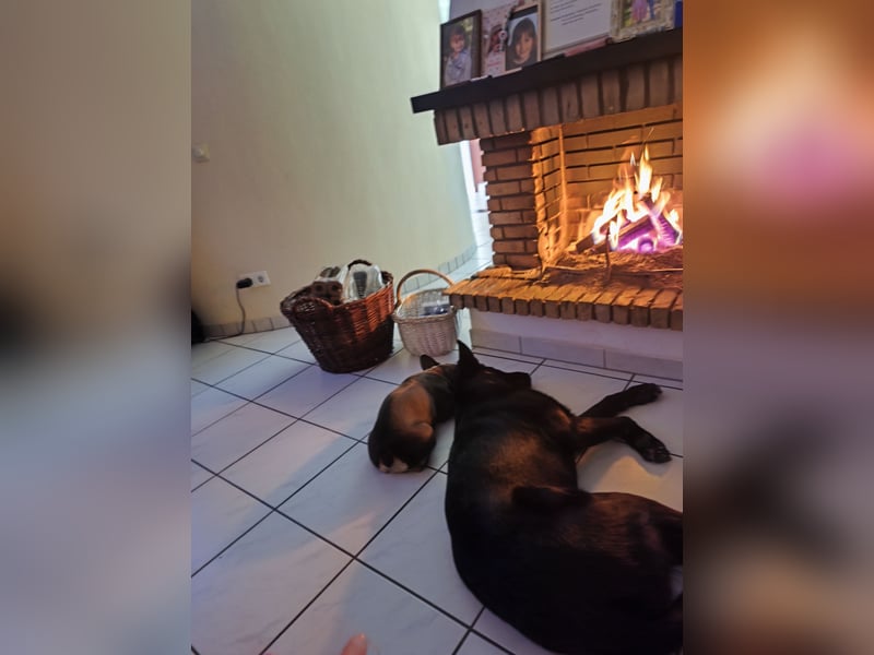 Schäferhund Mischling an liebevolle Hände abzugeben
