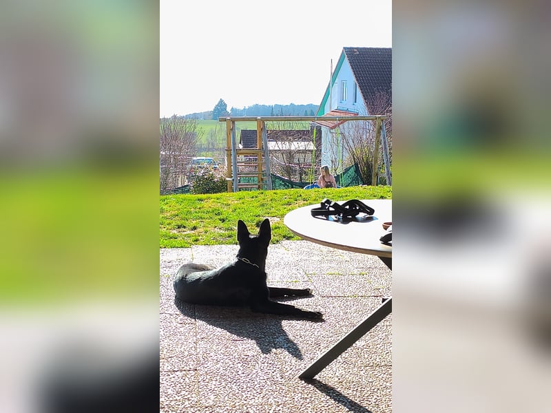 Schäferhund Mischling an liebevolle Hände abzugeben
