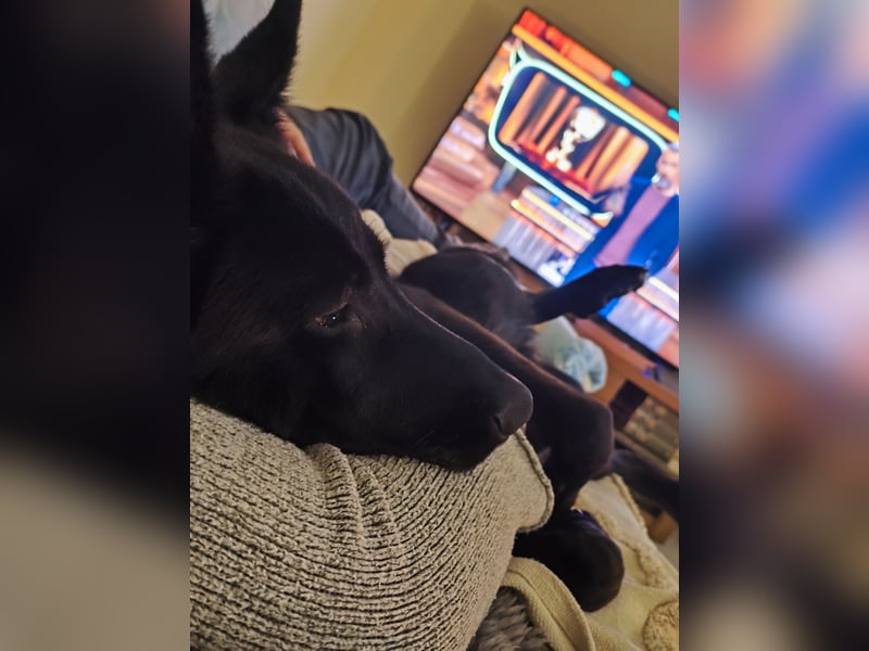 Schäferhund Mischling an liebevolle Hände abzugeben