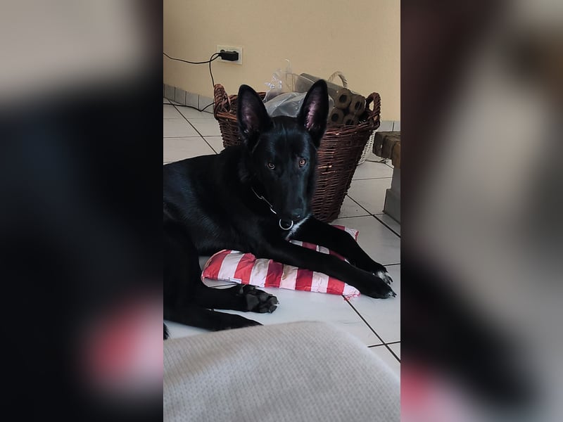 Schäferhund Mischling an liebevolle Hände abzugeben