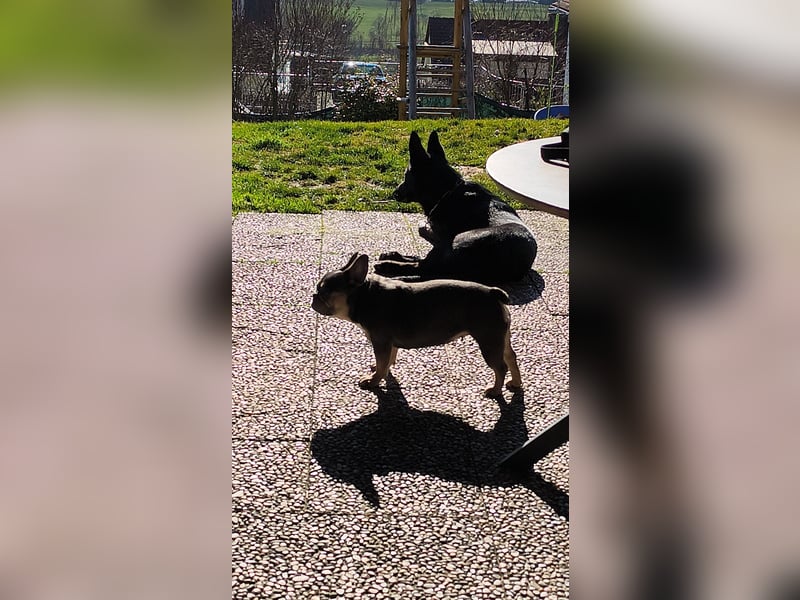 Schäferhund Mischling an liebevolle Hände abzugeben