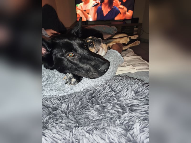 Schäferhund Mischling an liebevolle Hände abzugeben