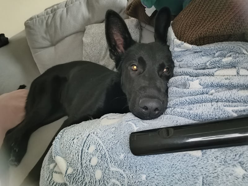 Schäferhund Mischling an liebevolle Hände abzugeben