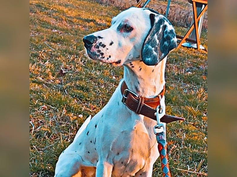 Emmi - ist leider unterfordert