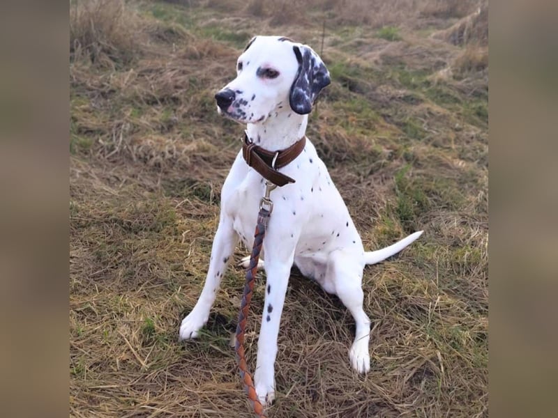 Emmi - ist leider unterfordert