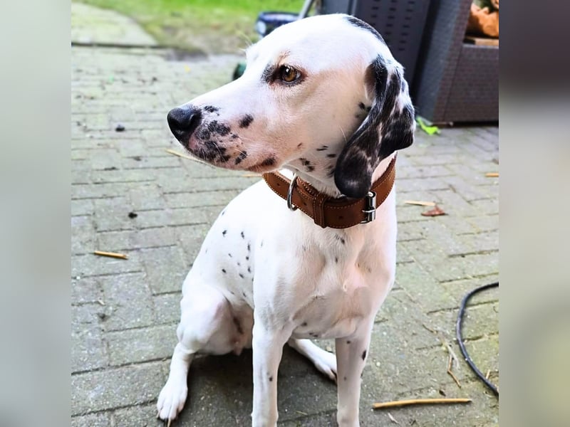 Emmi - ist leider unterfordert