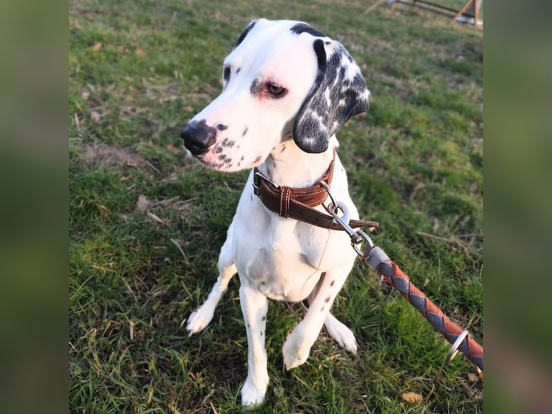 Emmi - ist leider unterfordert