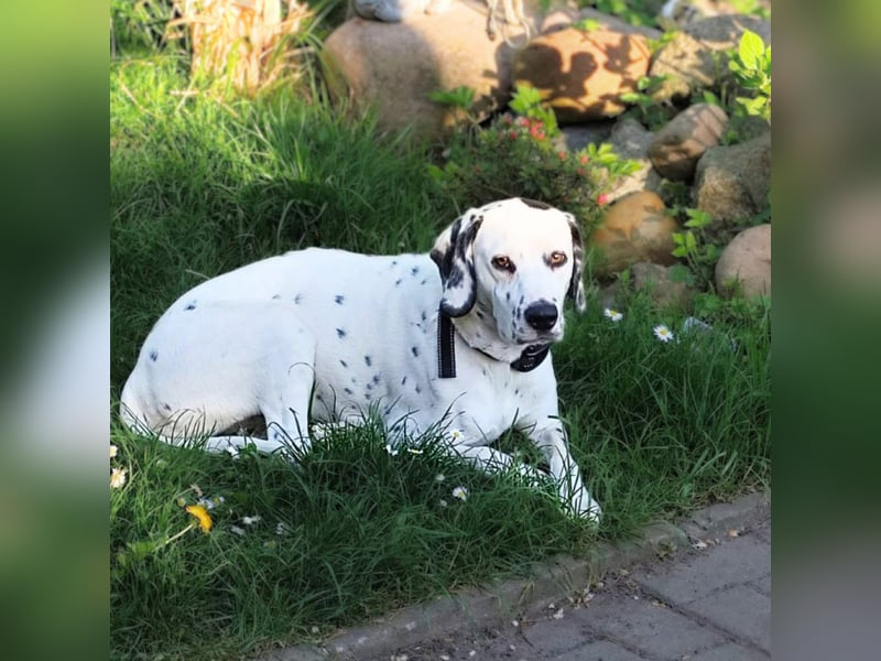 Emmi - ist leider unterfordert