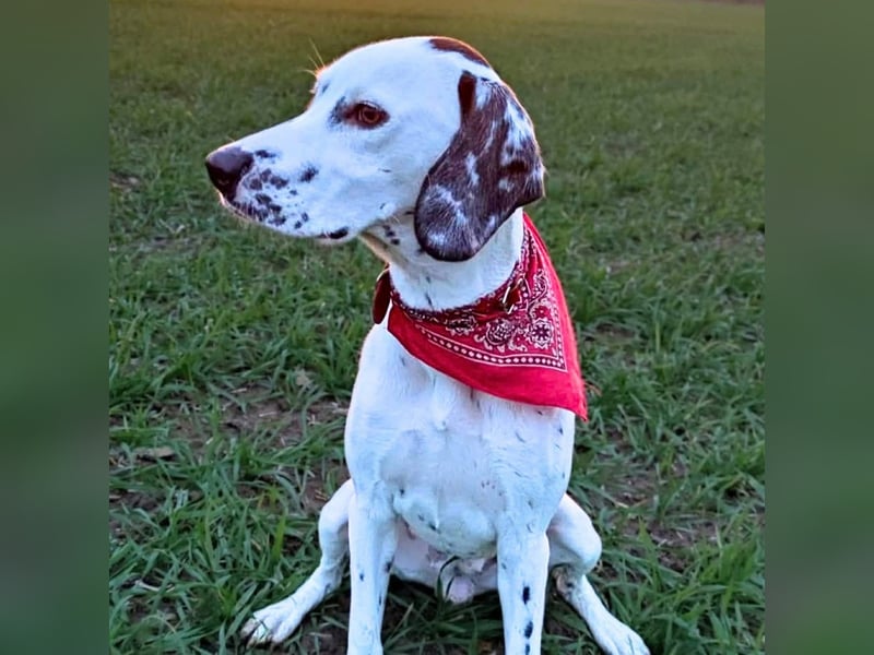 Emmi - ist leider unterfordert