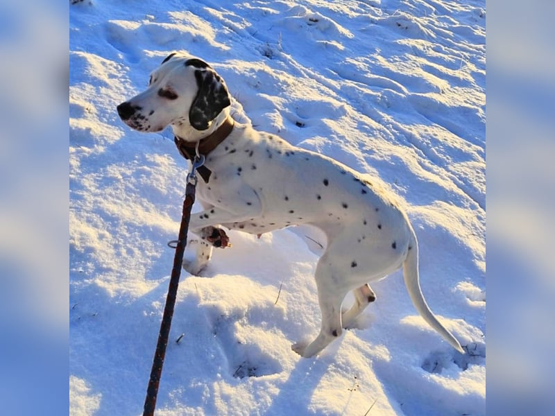 Emmi - ist leider unterfordert