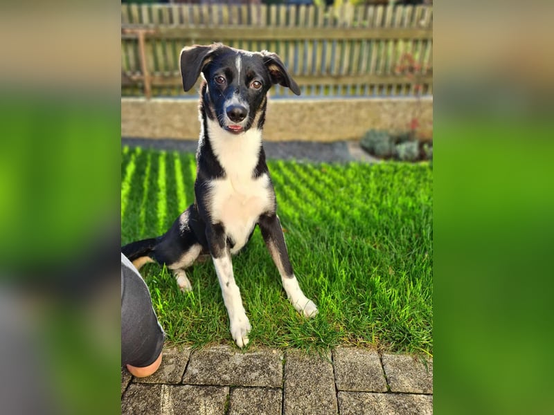 Phoebe - Glückshündin&Kamofkuschlerin