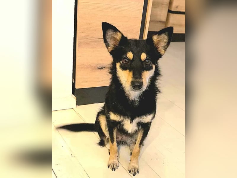 Kiana - die kleine Spitzmaus Kiana - die kleine Spitzmaus