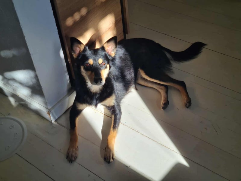 Kiana - die kleine Spitzmaus Kiana - die kleine Spitzmaus