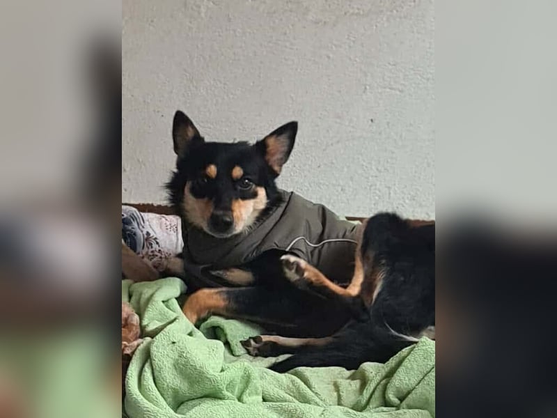 Kiana - die kleine Spitzmaus Kiana - die kleine Spitzmaus