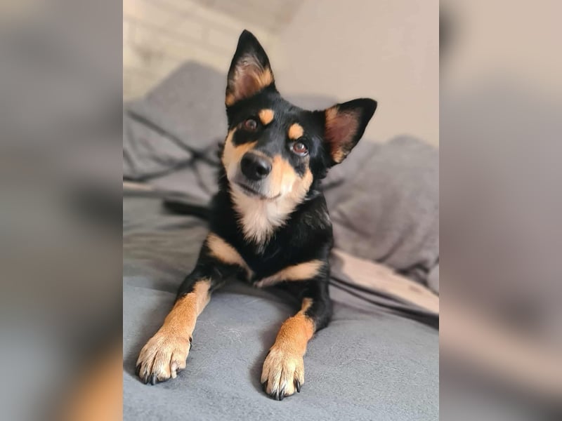 Kiana - die kleine Spitzmaus Kiana - die kleine Spitzmaus