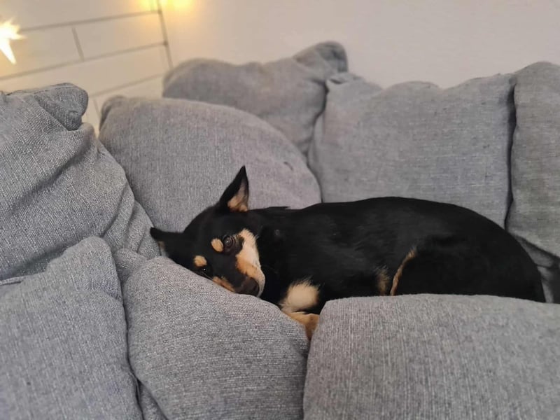 Kiana - die kleine Spitzmaus Kiana - die kleine Spitzmaus