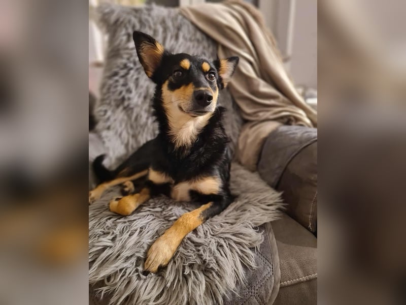 Kiana - die kleine Spitzmaus Kiana - die kleine Spitzmaus