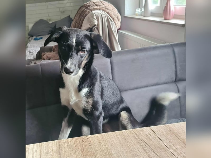 Phoebe - Glückshündin&Kamofkuschlerin