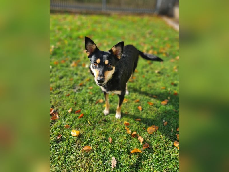 Kiana - die kleine Spitzmaus Kiana - die kleine Spitzmaus