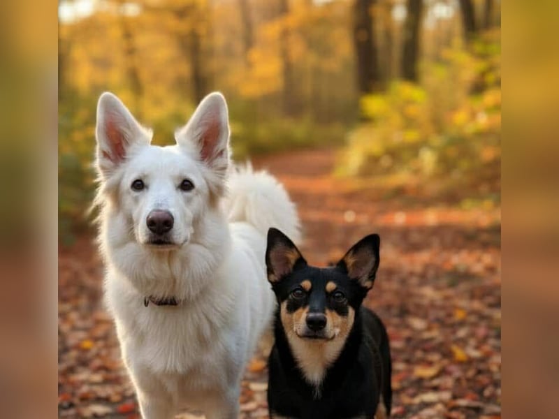 Kiana - die kleine Spitzmaus Kiana - die kleine Spitzmaus