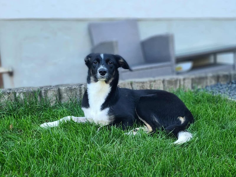 Phoebe - Glückshündin&Kamofkuschlerin