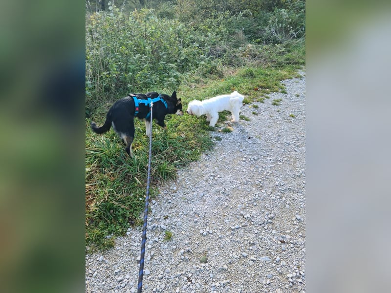 Kiana - die kleine Spitzmaus Kiana - die kleine Spitzmaus