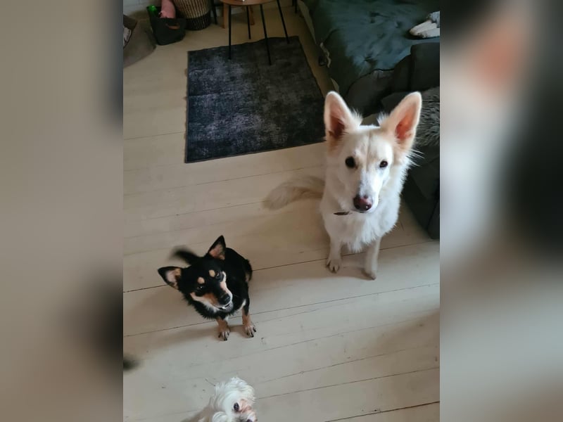 Kiana - die kleine Spitzmaus Kiana - die kleine Spitzmaus