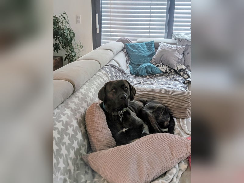 junger Mischlingsrüde sucht neue Couch und seinen Menschen