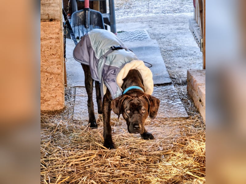 junger Mischlingsrüde sucht neue Couch und seinen Menschen
