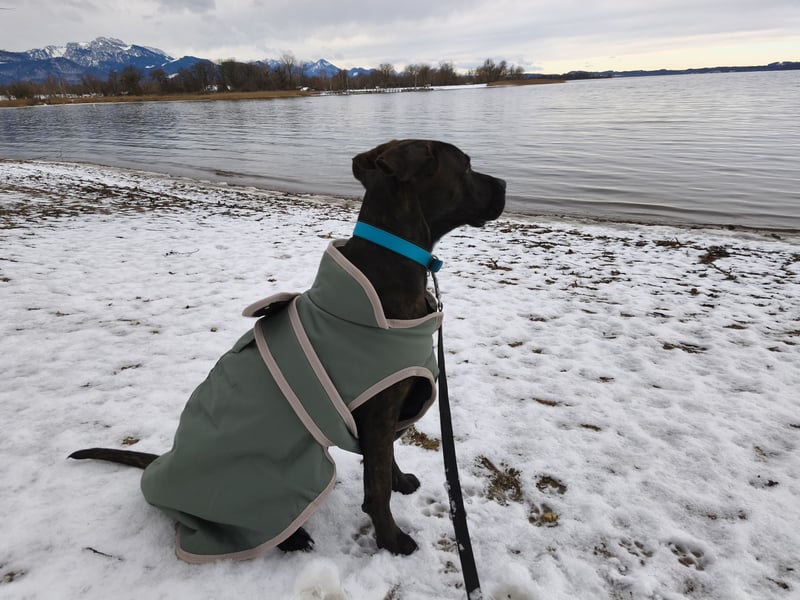 junger Mischlingsrüde sucht neue Couch und seinen Menschen