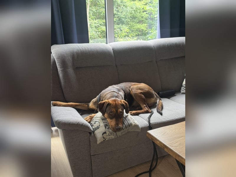 Junger Labrador/Dobermann Mix sucht neues Zuhause.