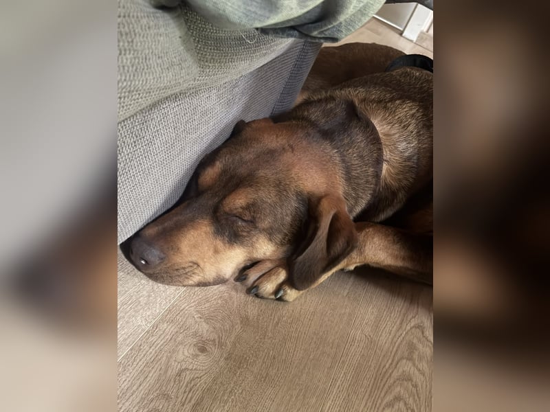 Junger Labrador/Dobermann Mix sucht neues Zuhause.