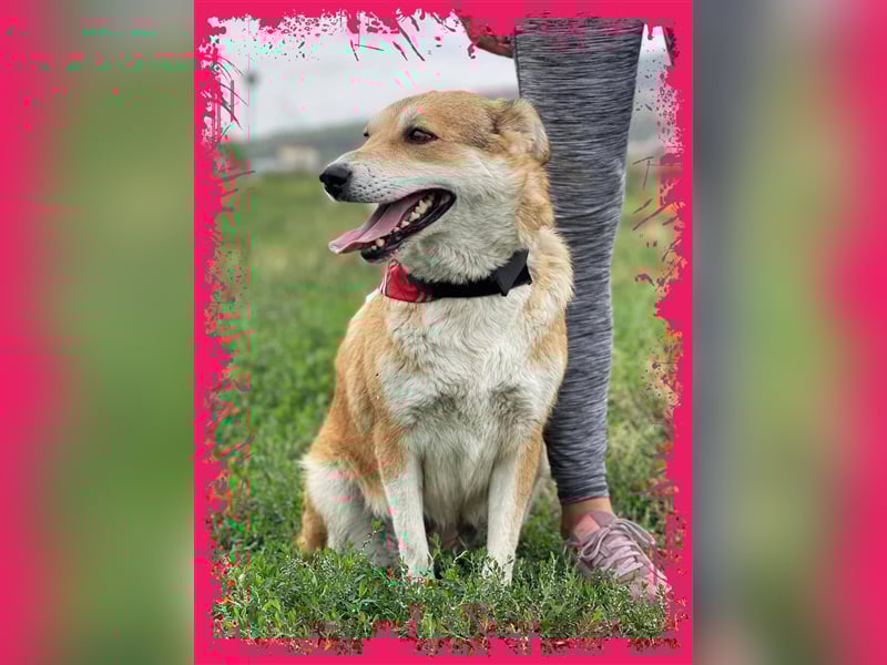 Sanfte Dina sucht Ihr Körbchen