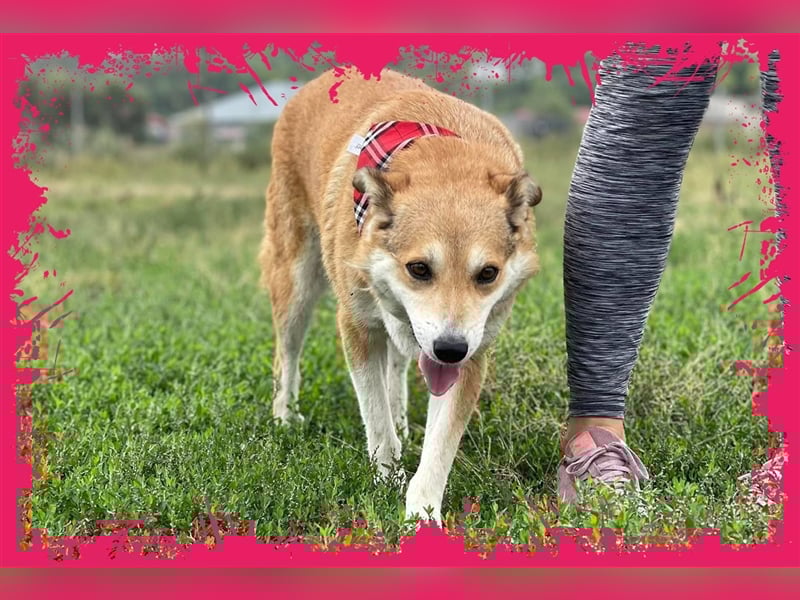 Sanfte Dina sucht Ihr Körbchen